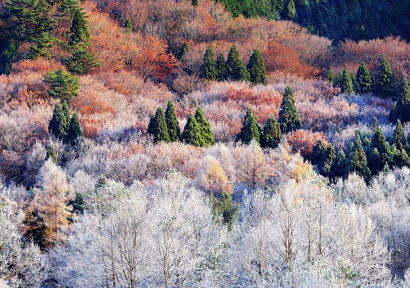 凍える紅葉_d0008257_19134822.jpg