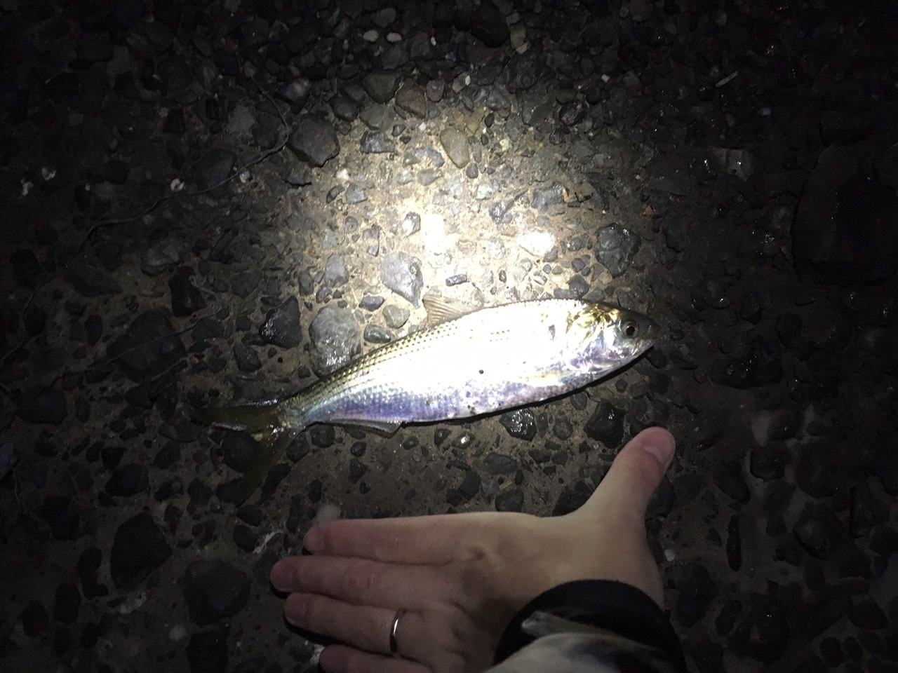 ロンの釣り 時々日常