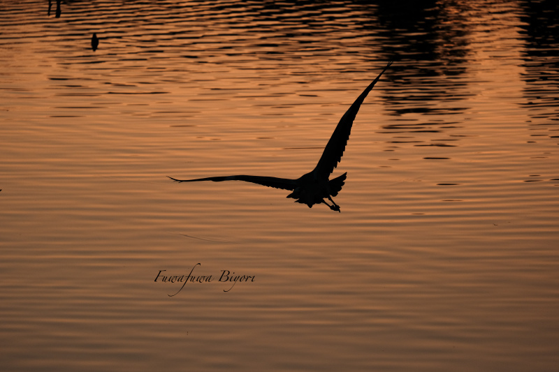 日暮れに飛ぶ ふわふわ日和 日暮れに飛ぶ ふわふわ日和