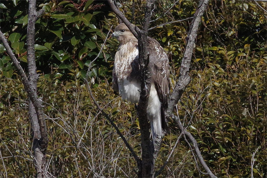 都市公園の冬の鳥_e0167571_18214147.jpg