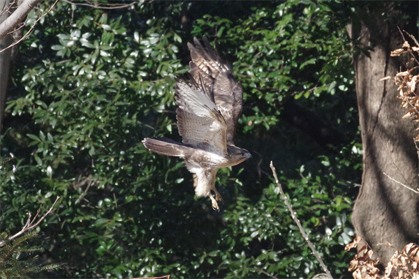 都市公園の冬の鳥_e0167571_18220151.jpg