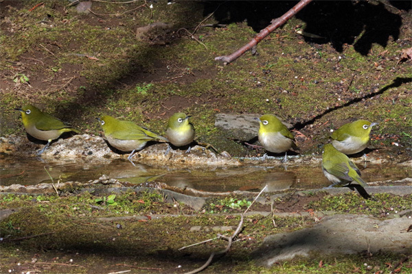 都市公園の冬の鳥_e0167571_18232591.jpg