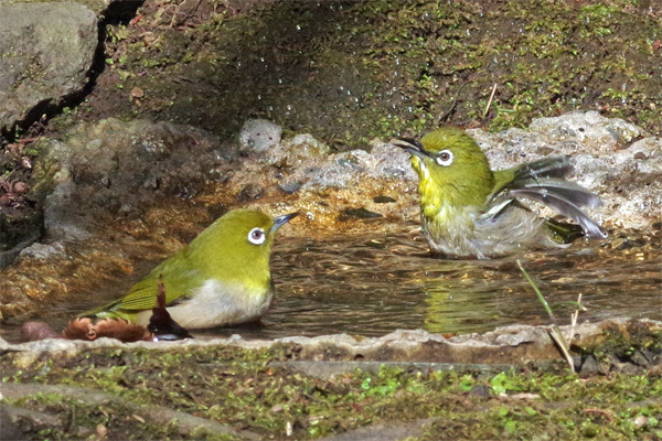都市公園の冬の鳥_e0167571_18244372.jpg