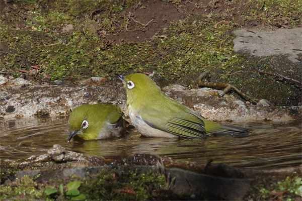 都市公園の冬の鳥_e0167571_18245525.jpg