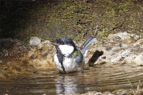 都市公園の冬の鳥_e0167571_18252849.jpg