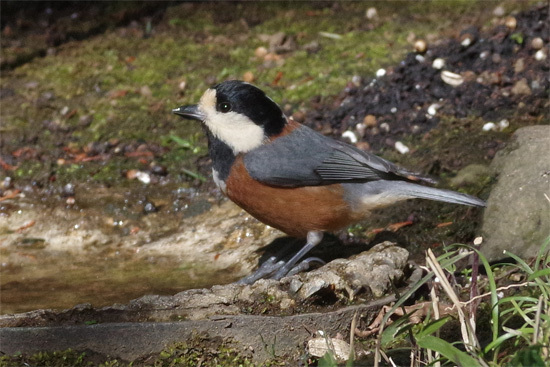 都市公園の冬の鳥_e0167571_18255123.jpg