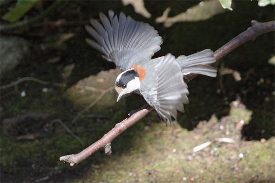 都市公園の冬の鳥_e0167571_18260221.jpg