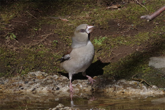 都市公園の冬の鳥_e0167571_18261672.jpg
