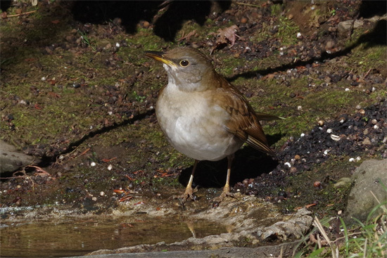 都市公園の冬の鳥_e0167571_18263237.jpg