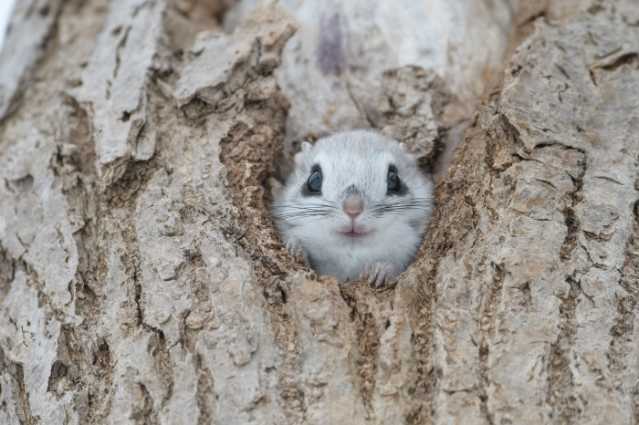 動物写真家 佐藤圭 ポートフォリオサイトが完成しました 野生動物写真家 佐藤 圭 北海道の自然と野生動物