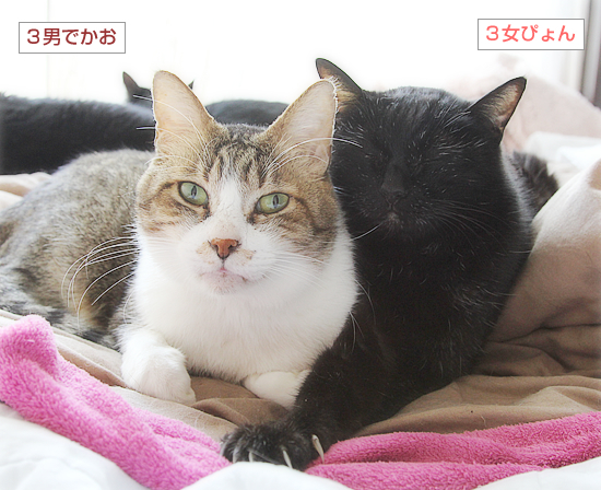 おばあちゃんキラー_a0389088_03500714.jpg