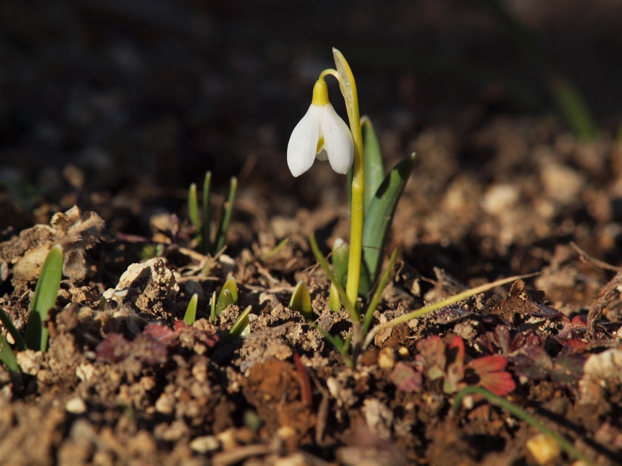 イエロースノードロップ Flowers