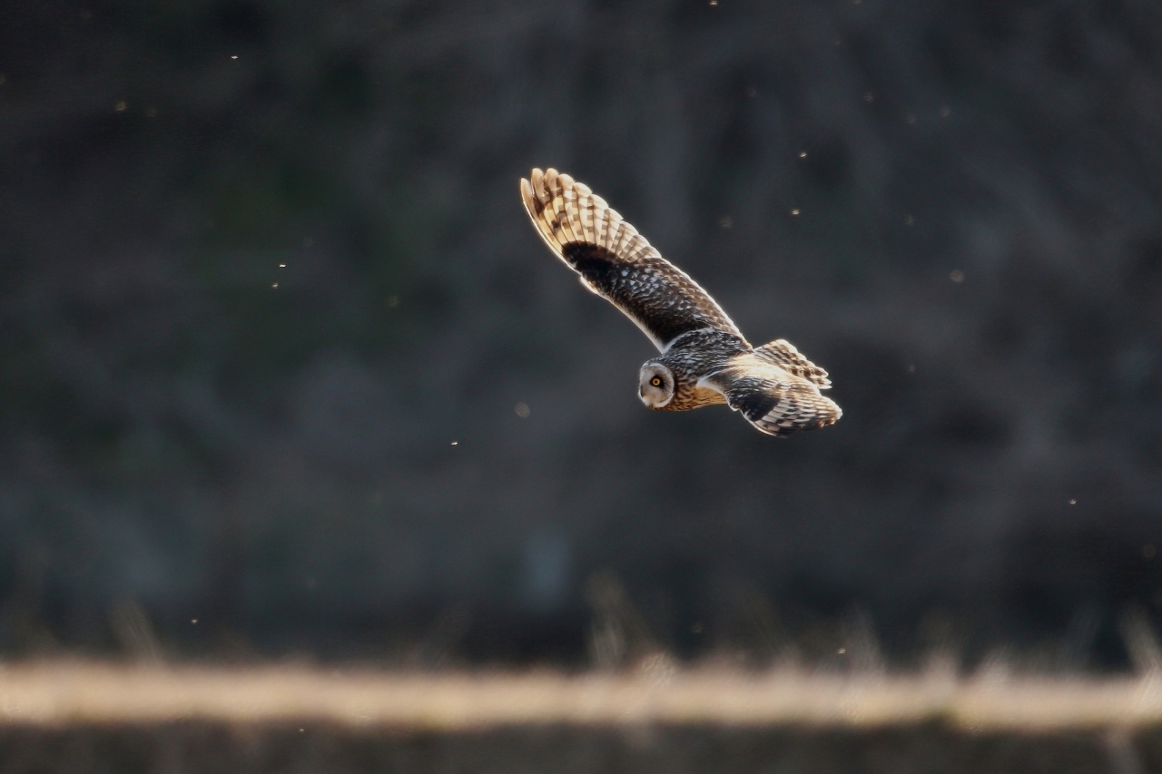 コミミズクの飛翔ー２ ｔ ｈの野鳥写真