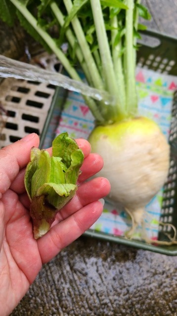 聖護院大根でまんが飯 マユメのゆるゆるぶろぐ 聖護院大根でまんが飯 マユメのゆるゆるぶろぐ