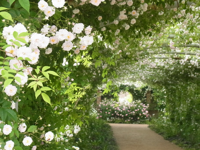 切ないなぁ あけの秘密の花園 切ないなぁ あけの秘密の花園