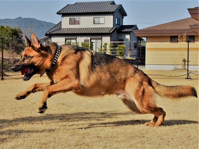 体の大小ではない_d0360206_20390265.jpg