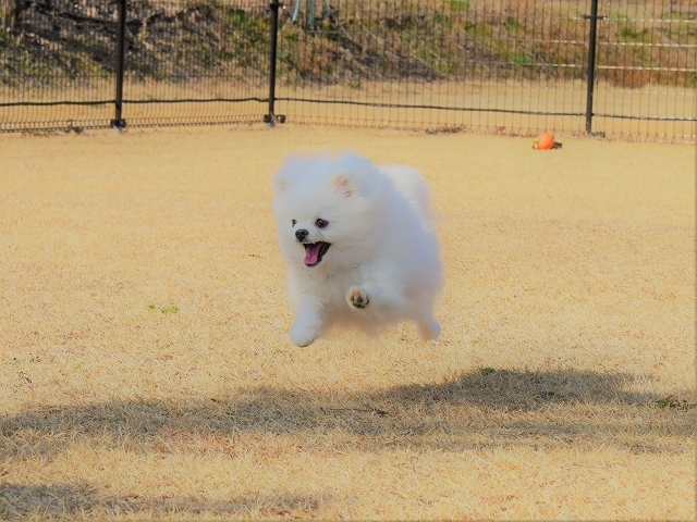 体の大小ではない_d0360206_20390662.jpg