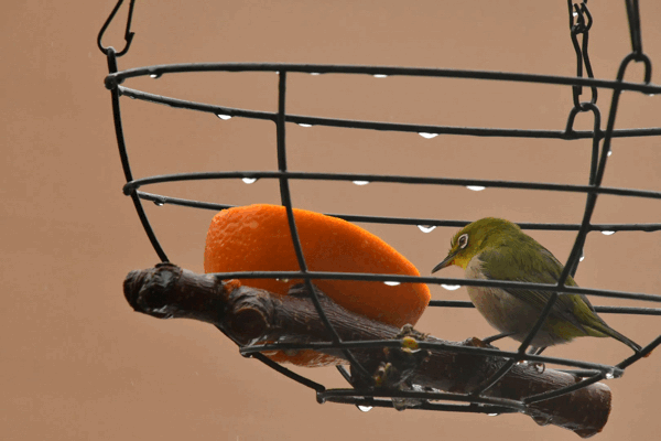 Bird Feeder その後 Sauntering