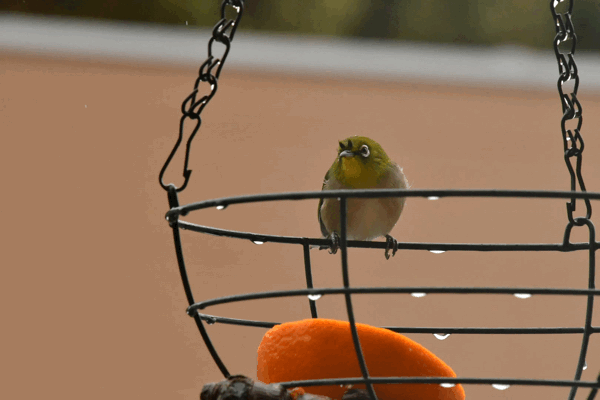 Bird Feeder その後 Sauntering