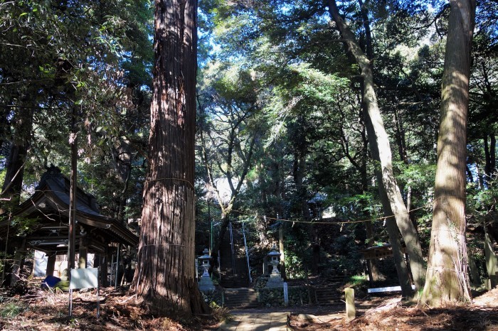 ■お散歩【地元愛川・八菅神社迄家から歩きで行って来ました。】_b0033423_21301907.jpg