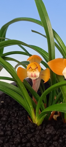 日本春蘭☆富貴宝☆円弁朱金花☆4本