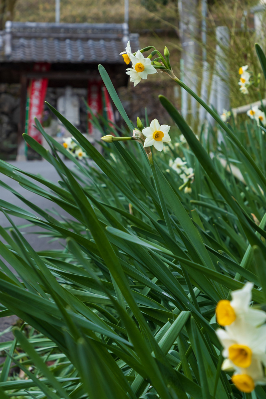 冬の花咲く恵心院_f0155048_23505496.jpg