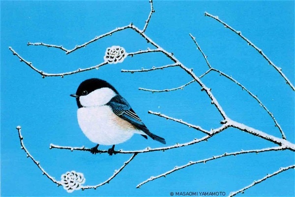 #自然画 #野鳥 #コガラ『積雪の朝』小雀 Poecile montanus _a0083553_09043187.jpg
