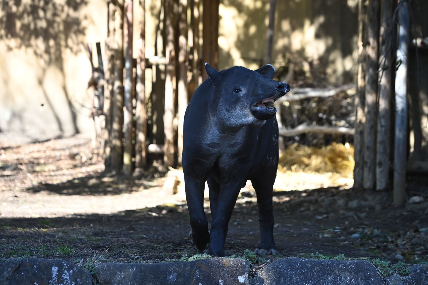 ベアードバク 動物園へ行こう ベアードバク 動物園へ行こう