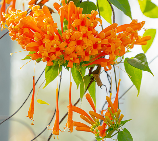 元気になるビタミンカラーのオレンジ色の花 エーデルワイスブログ