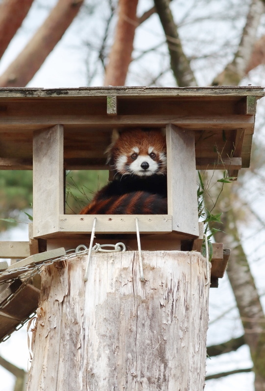 【レッサーパンダ】【2点まとめ】 Jami on X: 