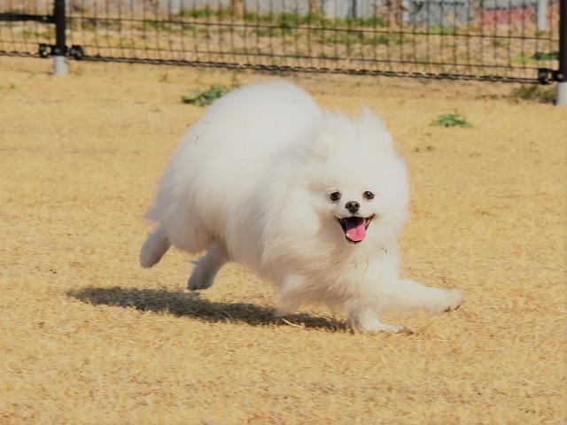 腹ぺこ兄妹と恵方巻_d0360206_20501856.jpg