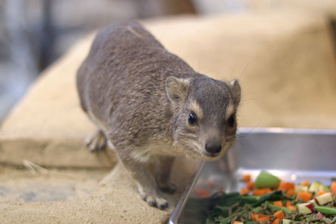 めっちゃ飼育員を見てるキボシイワハイラックス（埼玉県こども動物自然公園）_b0355317_21513666.jpg