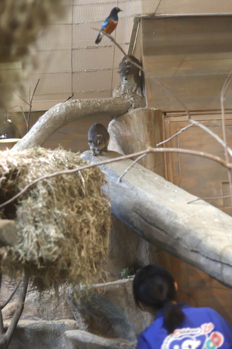 めっちゃ飼育員を見てるキボシイワハイラックス（埼玉県こども動物自然公園）_b0355317_21541982.jpg