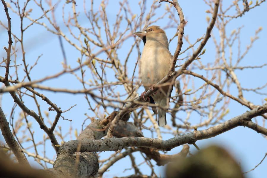 コゲラのドラミング 四十雀の欣幸 野鳥写真日記 コゲラのドラミング 四十雀の欣幸 野鳥写真日記