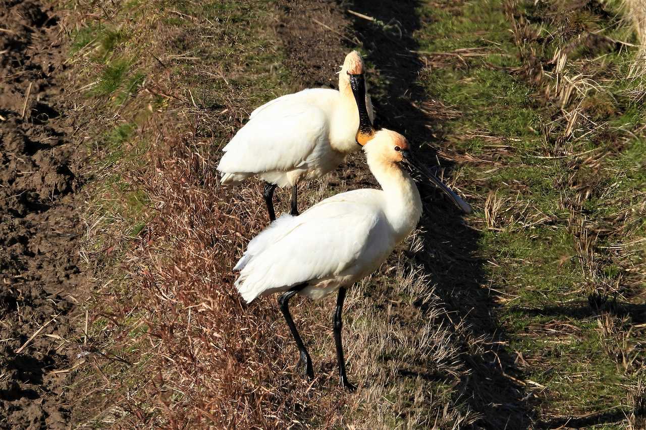 田圃にヘラサギが2羽来てました！_a0393942_07053497.jpg