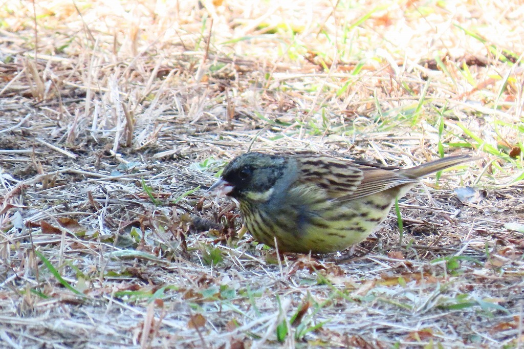 袖ケ浦公園で散策　　　その３(終わり）_b0236251_12250143.jpg