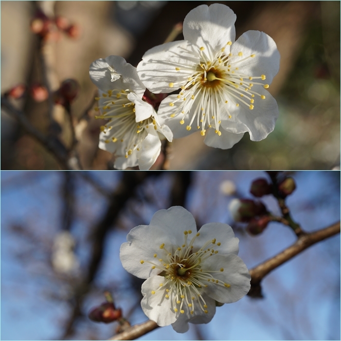 大宰府周辺の梅鑑賞ウォーク・・・「六弁の梅」開花。_f0016066_04031723.jpg