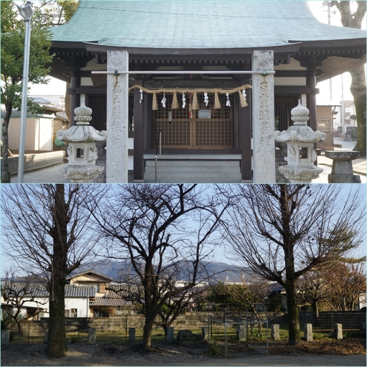 大宰府周辺の梅鑑賞ウォーク・・・「六弁の梅」開花。_f0016066_04135432.jpg