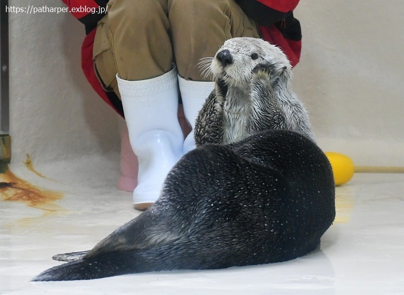 ２０２０年１２月　鳥羽水族館　その３_a0052986_07402042.jpg