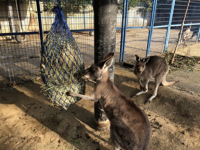 動物たちの食べ物の話_c0290504_14045674.jpg