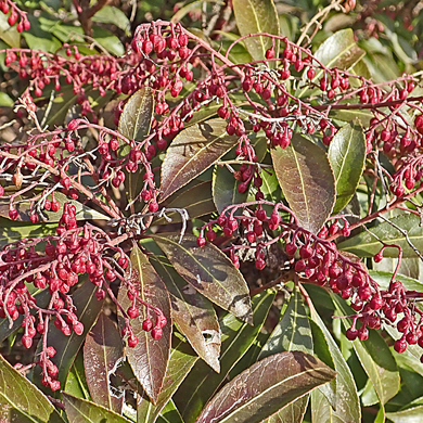 アセビの花芽 樹木見て歩き アセビの花芽 樹木見て歩き