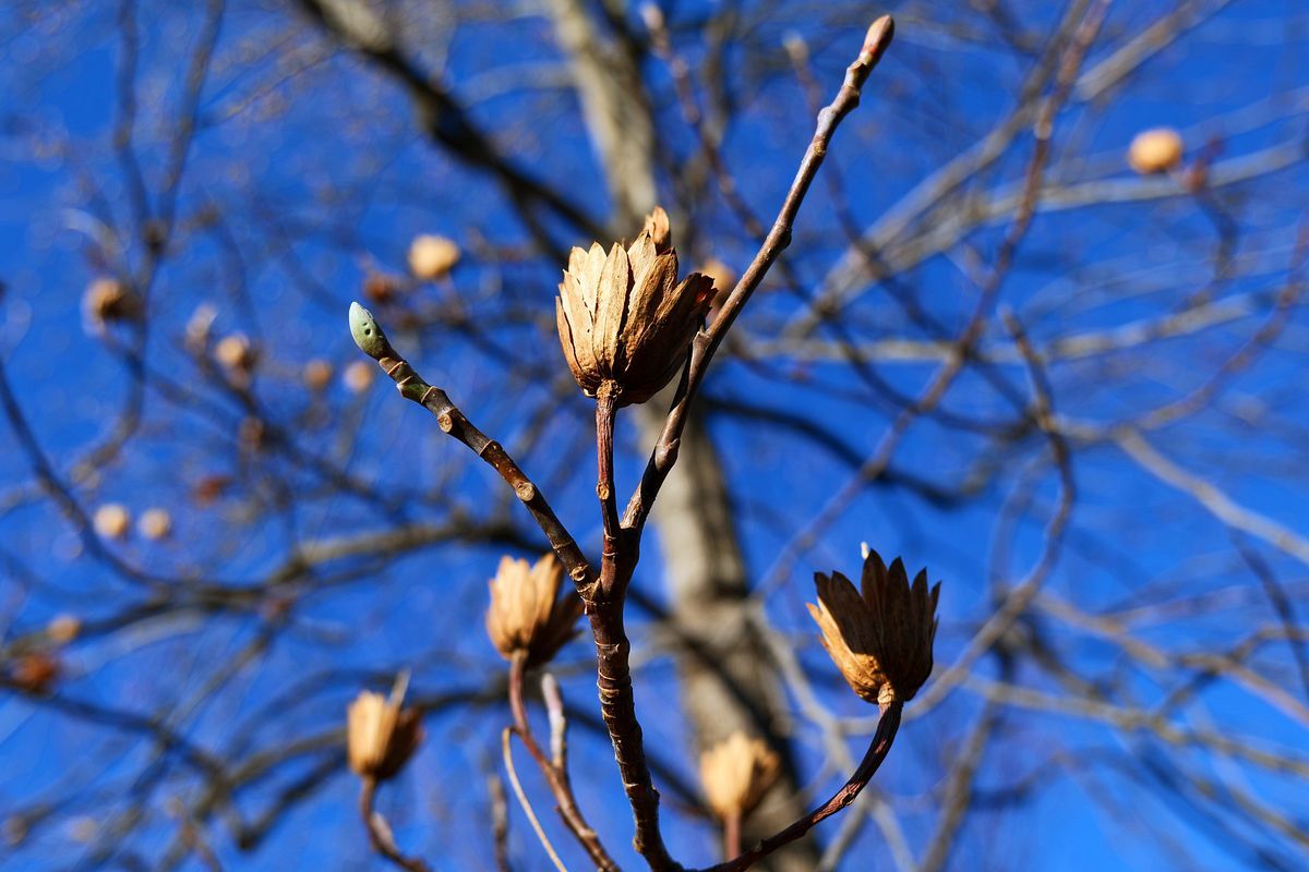 ユリノキが満開！？　「種」が花盛り♪_a0031821_15153911.jpg