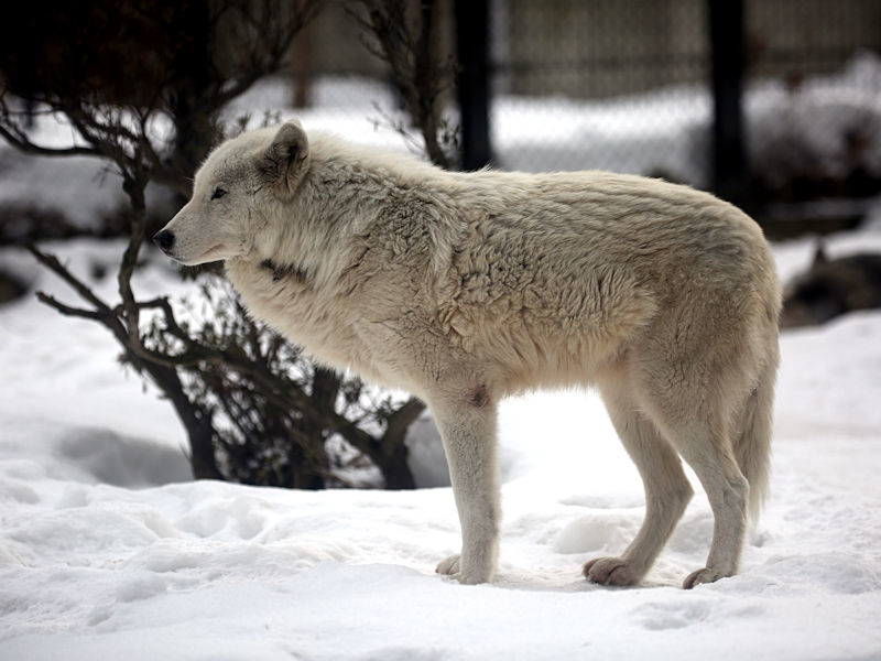 冬のオオカミ : 動物園放浪記