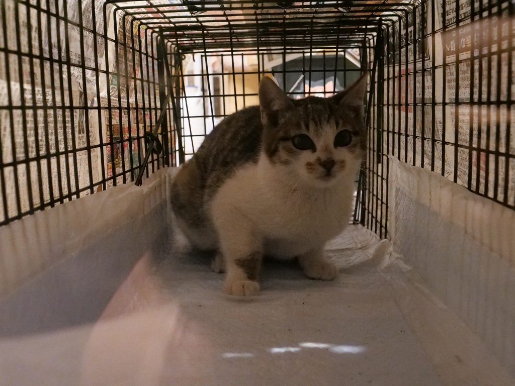 保護猫活動_f0050534_07453942.jpg