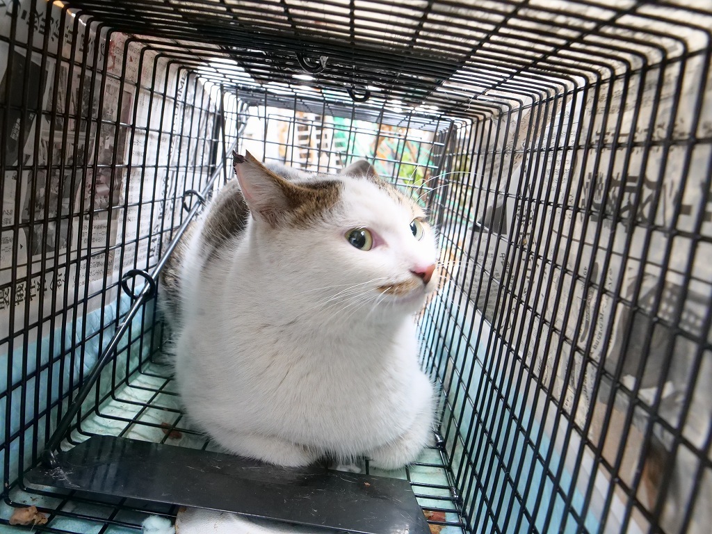 保護猫活動_f0050534_07454024.jpg