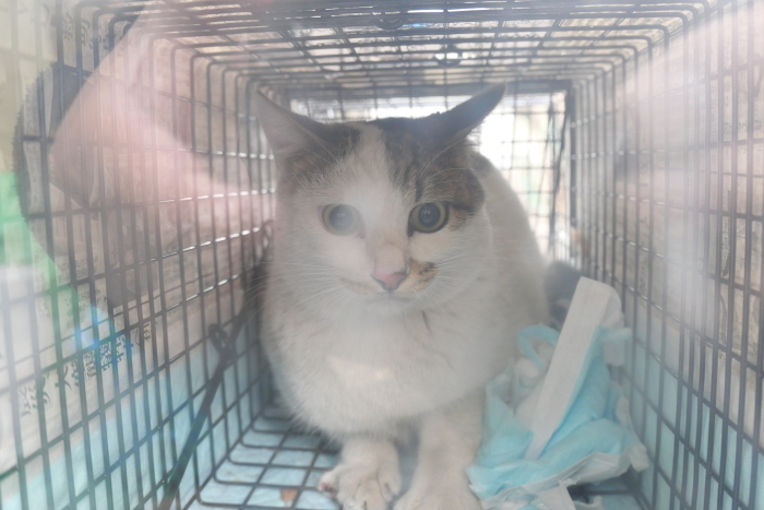 保護猫活動_f0050534_07455395.jpg