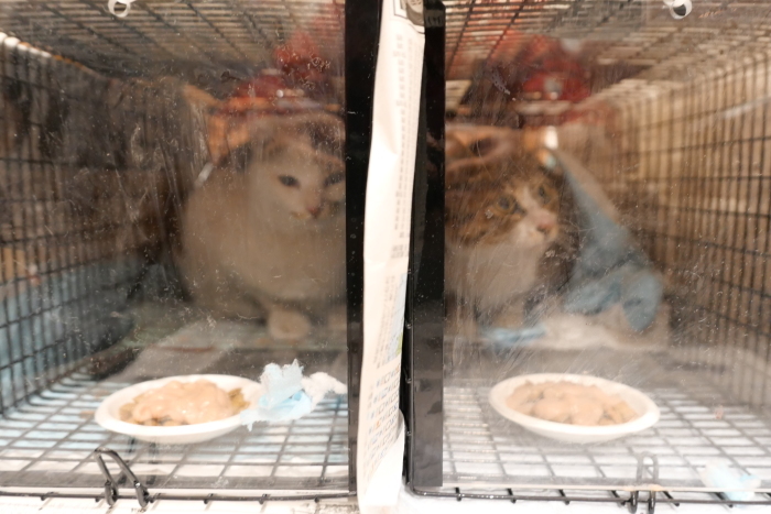保護猫活動_f0050534_07455625.jpg