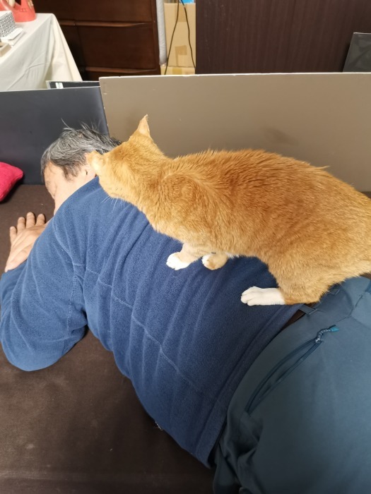 保護猫活動_f0050534_07462282.jpg