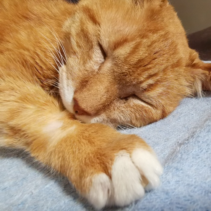 保護猫活動_f0050534_07491085.jpg