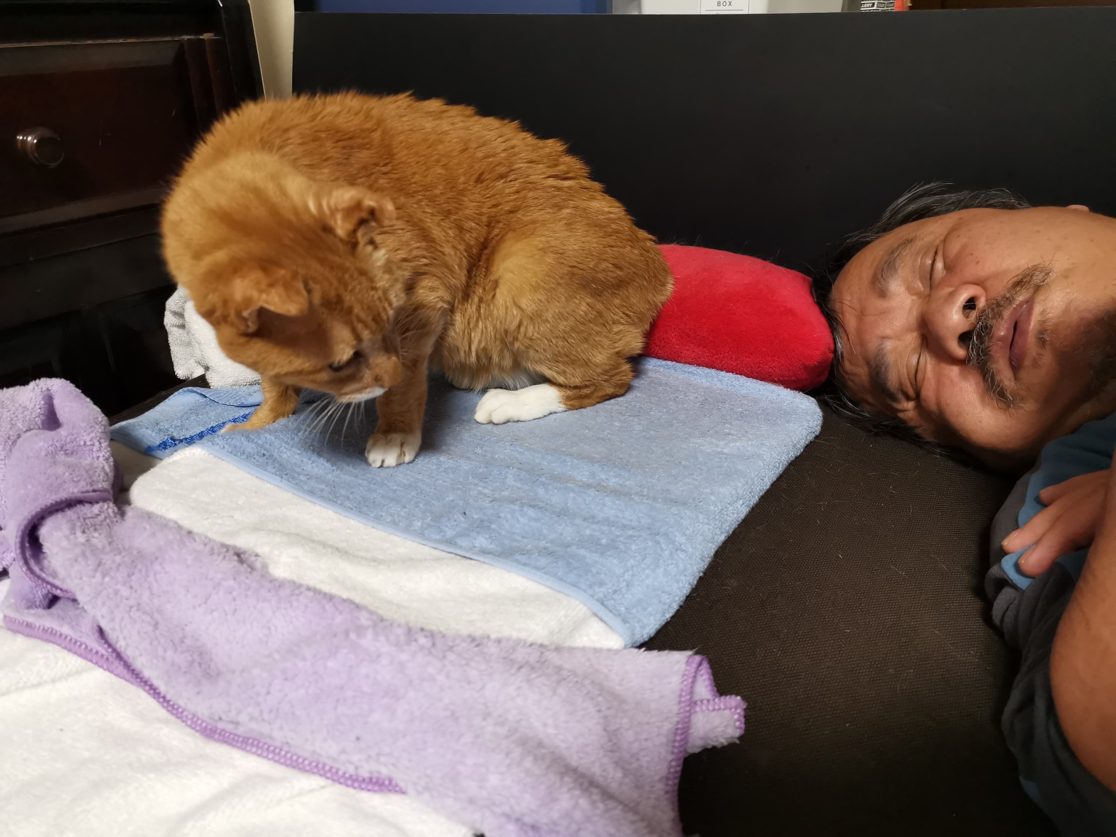 保護猫活動_f0050534_07491411.jpg